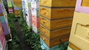 полный отказ от вощины и рамок из дерева - часть 28 , уменьшаю расплодное гнездо , 2.06.2025