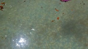 Дима приезжает.В бассейне завелась какашка.Что это не знаю.