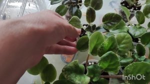 Как растут мои новинки фиалок?