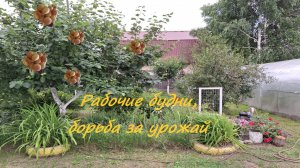 Борьба за урожай. Обработка плодовых деревьев и картофеля. Чистка тюльпанов. Варенье из абрикосов.