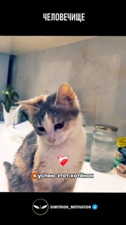 Cпасли маленькую кошечку #добро