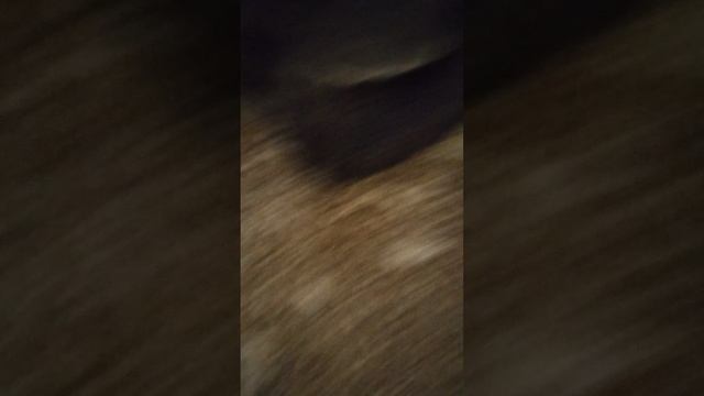 Супер Рекс
