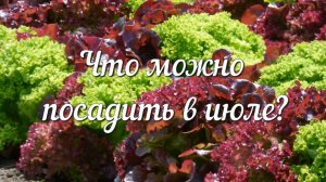Июль – не Время Расслабляться! Что Можно Посадить Прямо Сейчас?