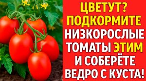Цветут? Подкормите низкорослые томаты ЭТИМ — и соберёте ведро с куста!