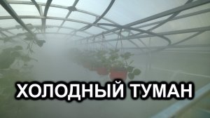 Теплица в тумане: 10 литров без химии! Говорящие помидоры сказали СПАСИБО?