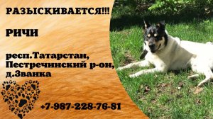 Пропала собака! РИЧИ. респ.Татарстан, Пестречинский р-он, д. Званка