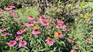 Парк ВЛКСМ ЛУГАНСК бабочки 🦋 цветы 🥀 4К SDR