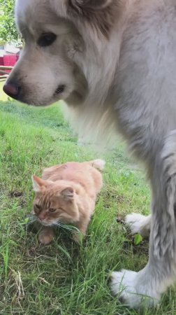 Пес Ричик и кот Альф ❤️ деревенская жизнь