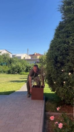 Термокашпо для цветов