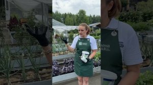 ЧЕМ ПОДКОРМИТЬ РАСТЕНИЯ ПОСЛЕ ДОЖДЕЙ