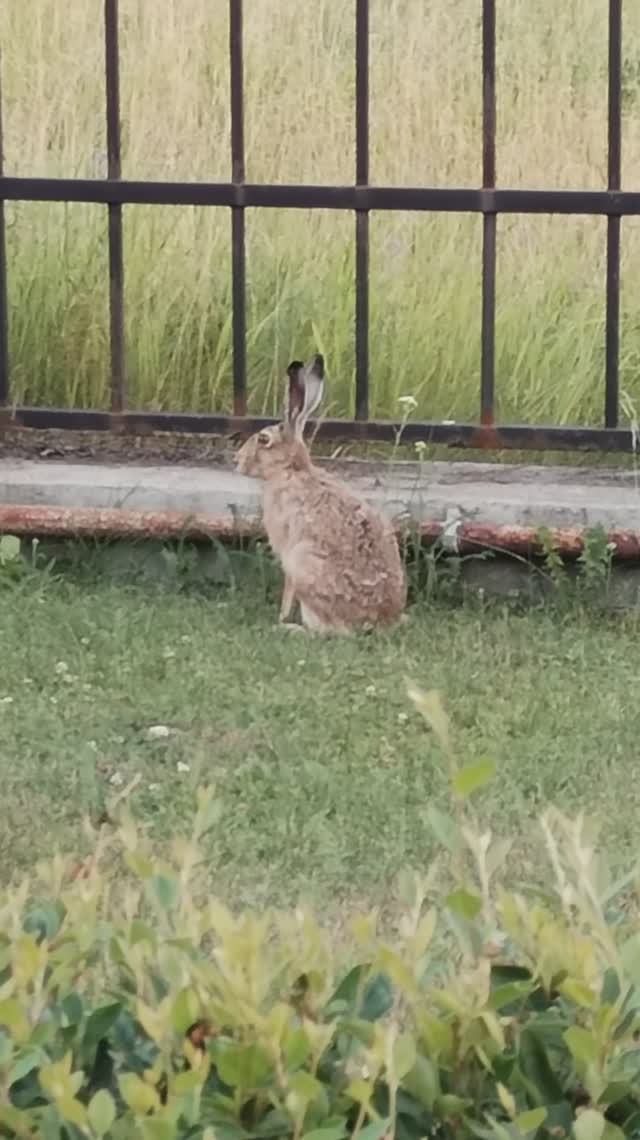 И снова зайцы в городе