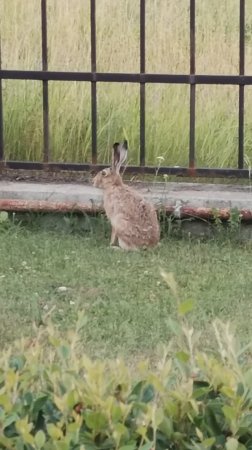 И снова зайцы в городе