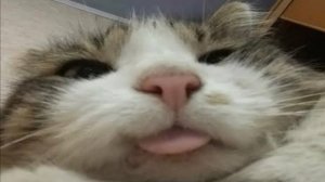 Приколы с котами! Смешные коты - Самые смешные животные С ОЗВУЧКОЙ! Ржака!!