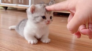 СМЕШНЫЕ КОТЫ 2025 ЛУЧШИЕ ПРИКОЛЫ С КОТАМИ, КОШКИ, КОТИКИ, СОБАЧКИ, СМЕШНОЕ ВИДЕО
