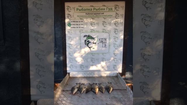 уловы рыбаков в Рыбин Гуде