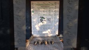 уловы рыбаков в Рыбин Гуде
