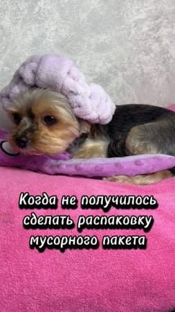 Слишком много милоты для одного видео…