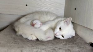 Новорожденный котенок. День одиннадцатый. Мама-кошка разговаривает с новорожденным котенком.