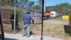 Медведица Ася