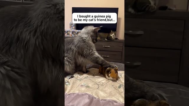 смешные котики