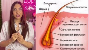 Строение натуральных ресниц