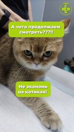 5 способов сэкономить на коте