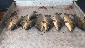 итоговый улов карпа на большом водоёме