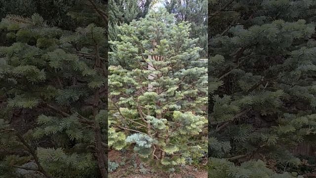 Пихта преобразилась