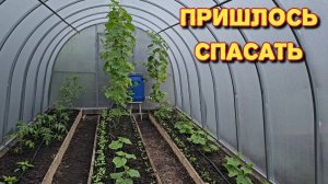 Спасаю свой огородик от клеща/готовлю котлеты из щуки/показала нашу работу.