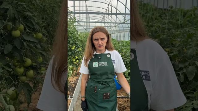 ПОЧЕМУ СКРУЧИВАЮТСЯ ЛИСТЬЯ НА ТОМАТАХ