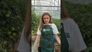 ПОЧЕМУ СКРУЧИВАЮТСЯ ЛИСТЬЯ НА ТОМАТАХ