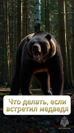 Что делать, если встретил в лесу медведя #БезопасностьЭлементарно