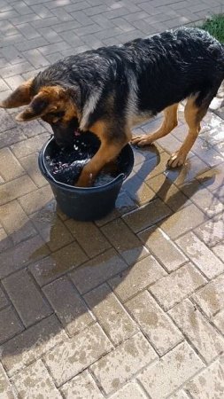 немец купается