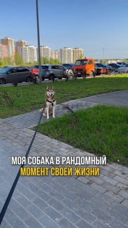 У кого ещё пёс устраивает философские паузы на прогулке?
Пишите в комменты — соберём клуб "сел и сиж