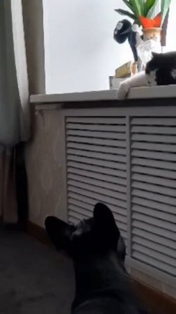 А почему мне на окошко нельзя?...