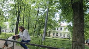 Аусси прыгает через барьер(австралийская овчарка  аусси Рунни)