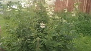Распилила горбыль, убрала зелёный лук в морозилку, цветы в июле