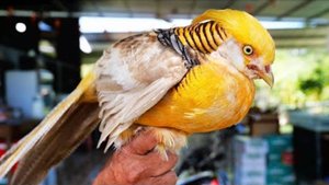 Золотой фазан. Удивительная готовка Вьетнама