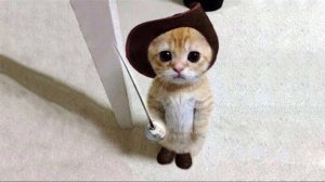 Приколы с котами! Смешные коты - Самые смешные животные С ОЗВУЧКОЙ! Ржака!!