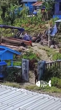В Папуа-Новой Гвинее вспыхнул вооруженный конфликт
