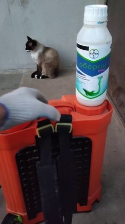 Саженцы винограда в ЛНР. Евгений РОМАН.