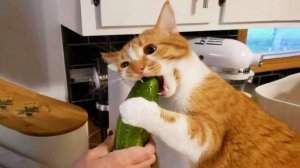 Приколы с котами! Смешные коты - Самые смешные животные С ОЗВУЧКОЙ! Ржака!!