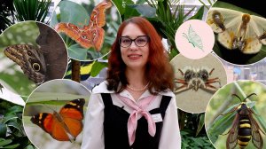 Самые удивительные крылья бабочек (1 часть)