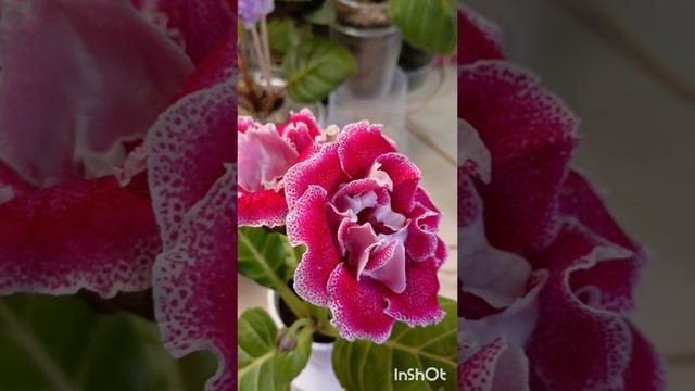 Мои глоксинии на подиуме 😍красавицы какие