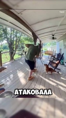 Белка о#%ела #юмор #short #shortvideo #video #белка #животные #сша #новости #развлечения #мем #собак
