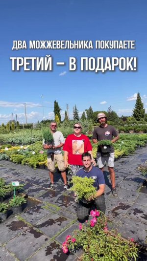 Три лучше чем два! Третий можжевельник в подарок