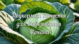 Как и Чем Подкармливать Капусту для Завязывания Кочана