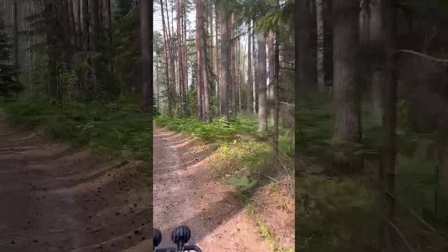 Ездили на квадроцикле по лесам, собрали земляники детишкам, посмотрели новые места #квадрацикл #лес