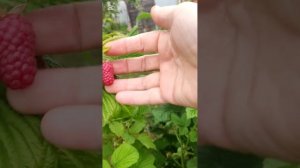 Какая ты малина "Гусар"?
