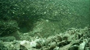 1000045858.mp4Волга гл.5м.04.07.2025г.